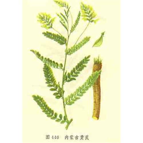 Astragalus propinquus